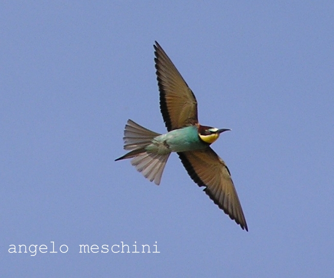 Gruccioni - Merops apiaster